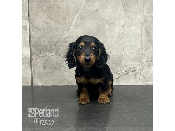Miniature Dachshund-Dog-Female-Black / Tan-31976-Petland Frisco & Mckinney, Texas