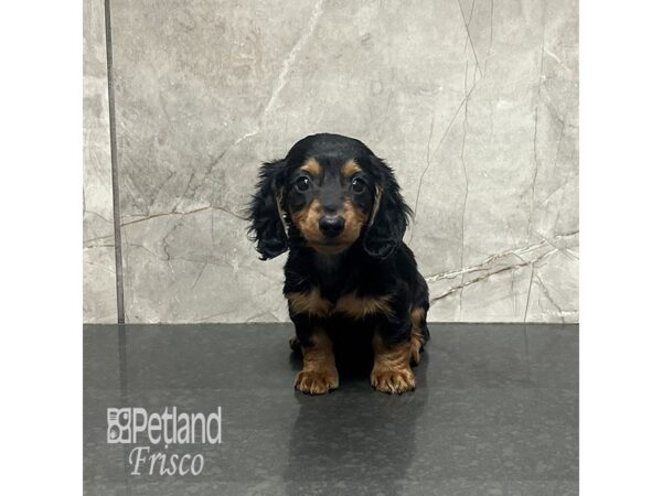 Miniature Dachshund Dog Female Black / Tan 31976 Petland Frisco, Texas