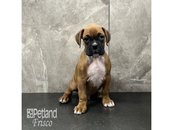 [#31977] Fawn Male Boxer Puppies For Sale