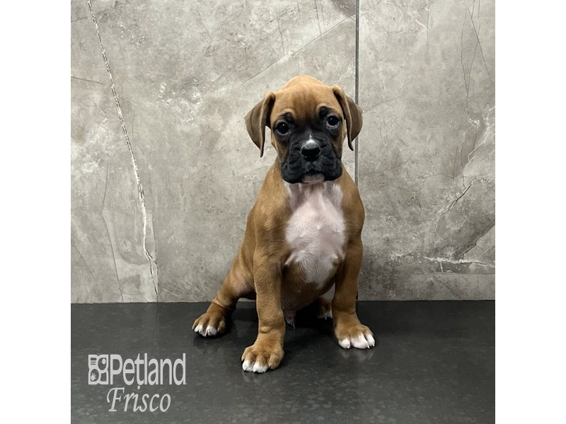 Boxer Dog Male Fawn 31977