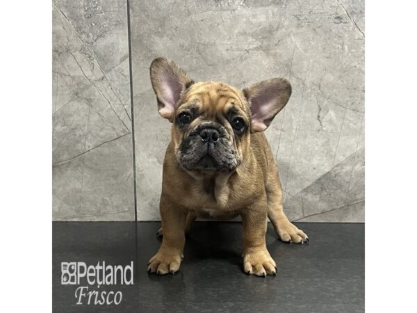 French Bulldog-Dog-Male-Red Brindle-31978-Petland Frisco & Mckinney, Texas
