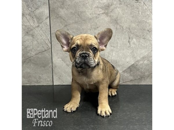 French Bulldog Dog Male Red Brindle 31979 Petland Frisco, Texas