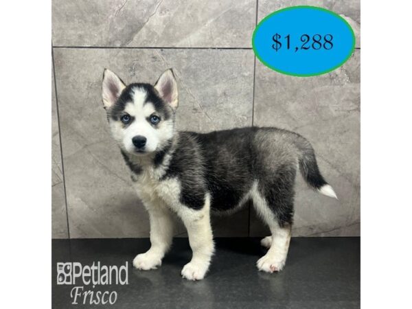 [#31857] Black / White Female Siberian Husky Puppies For Sale