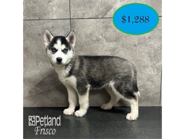 [#31855] Black / White Female Siberian Husky Puppies For Sale