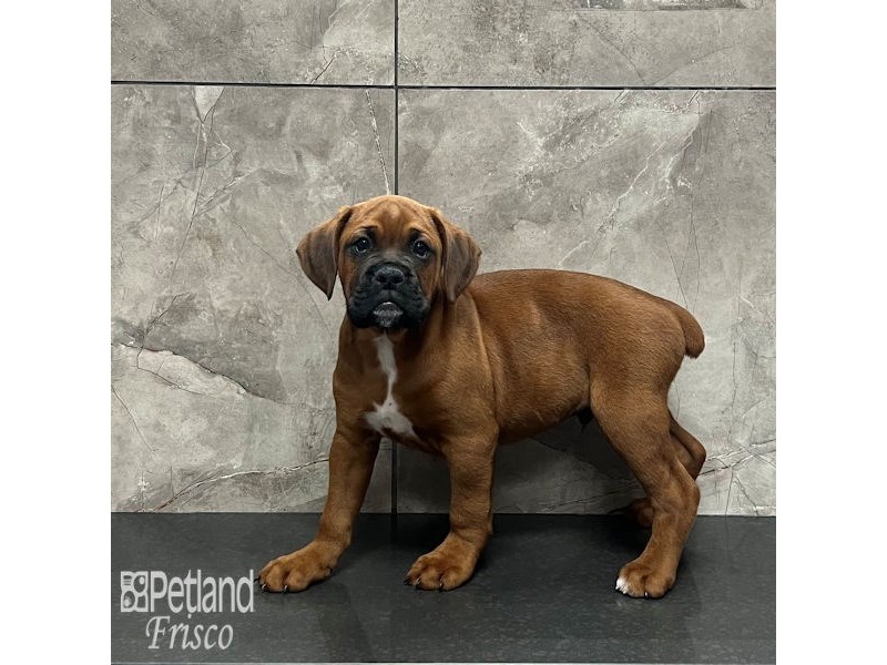 Boxer Dog Male Fawn 32011