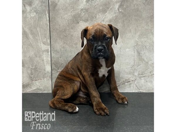 [#32010] Brindle Male Boxer Puppies For Sale