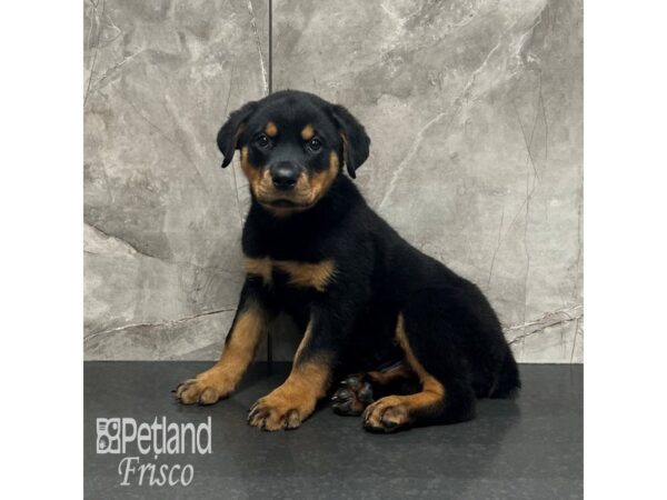 Rottweiler Dog Male Black / Tan 32012 Petland Frisco, Texas