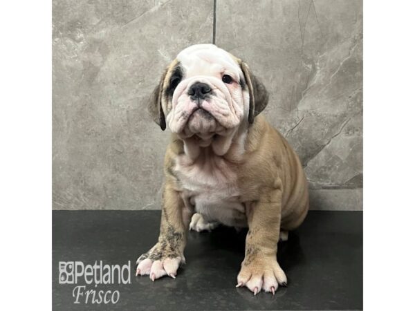 English Bulldog Dog Male Brindle and White 31989 Petland Frisco, Texas