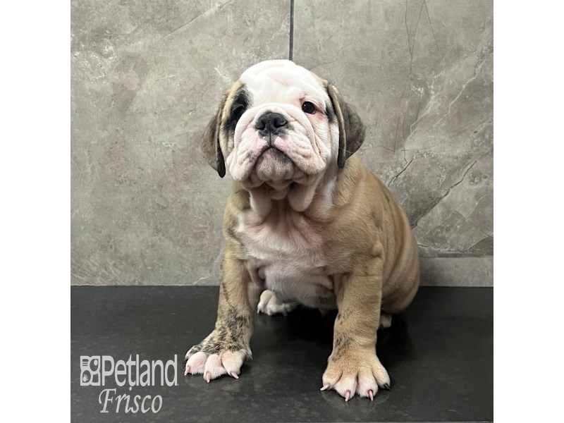 English Bulldog Dog Male Brindle and White 31989