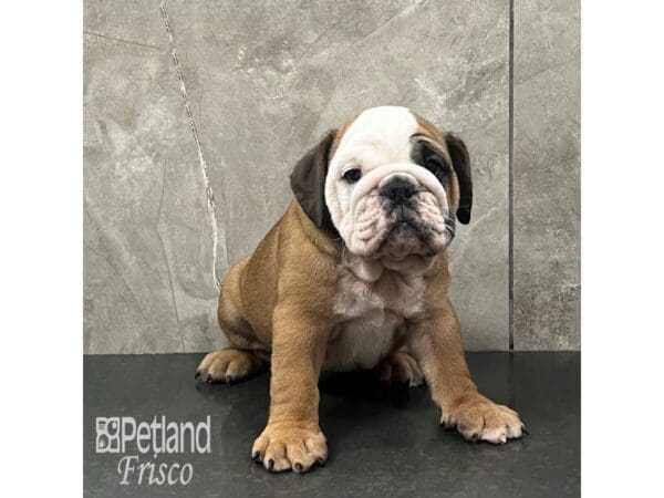 [#31985] Red and White Male English Bulldog Puppies For Sale