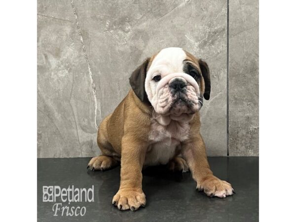 English Bulldog Dog Male Red and White 31985 Petland Frisco, Texas