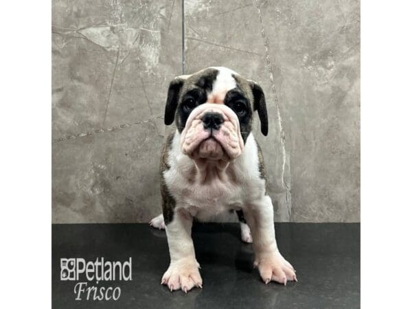 [#31990] Brindle and White Female English Bulldog Puppies For Sale
