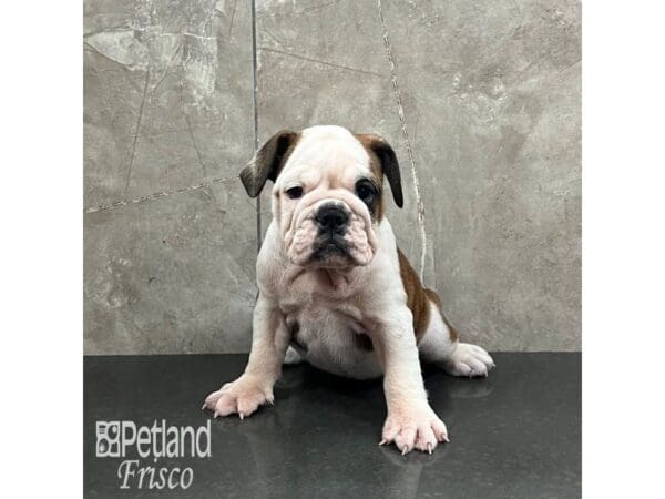 [#31988] Red Female English Bulldog Puppies For Sale