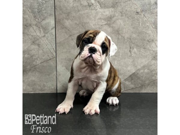 [#31987] Brindle and White Female English Bulldog Puppies For Sale