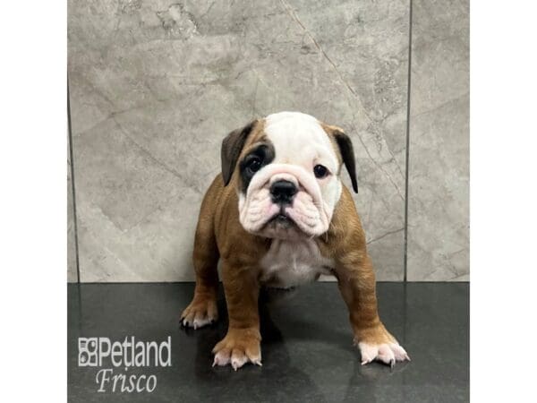 [#31986] Red and White Female English Bulldog Puppies For Sale