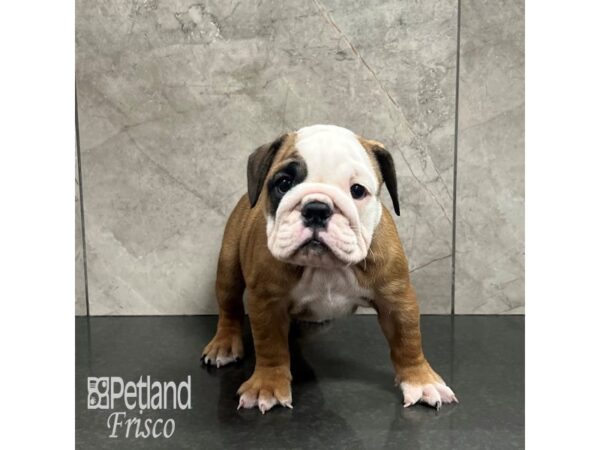 English Bulldog Dog Female Red and White 31986 Petland Frisco, Texas