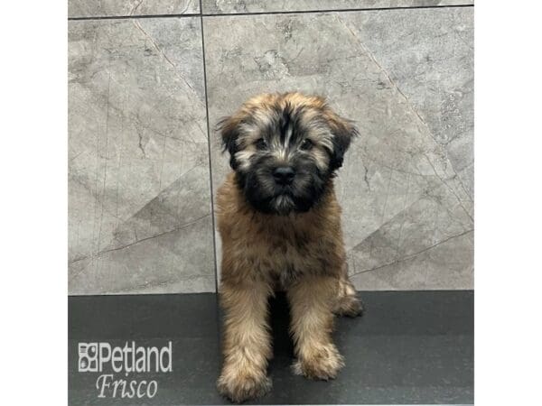 [#32021] Wheaten Male Soft Coated Wheaten Terrier Puppies For Sale