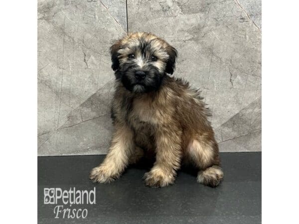 [#32022] Wheaten Female Soft Coated Wheaten Terrier Puppies For Sale