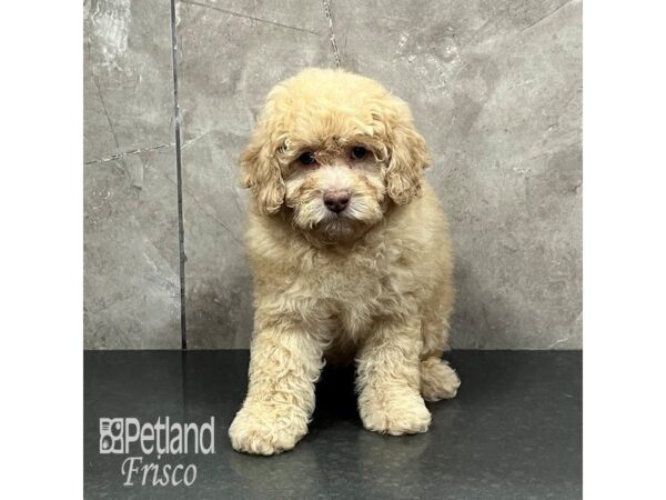[#31994] Cream Female Cockapoo 2nd gen Puppies For Sale