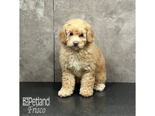 [#31995] Cream Female Cockapoo 2nd gen Puppies For Sale