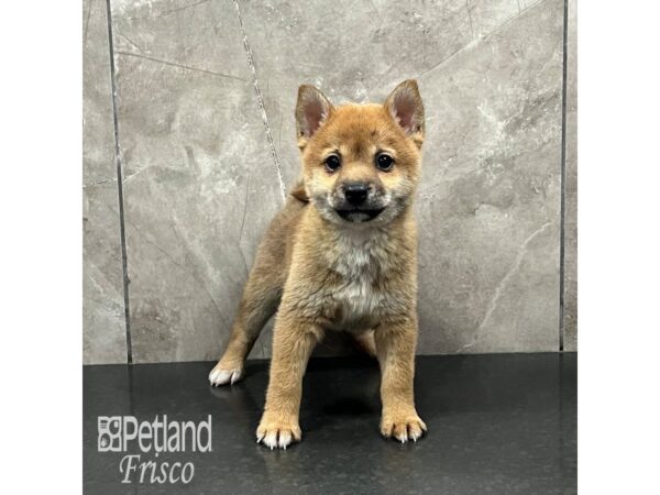 Shiba Inu-Dog-Male-Red-32018-Petland Frisco & Mckinney, Texas