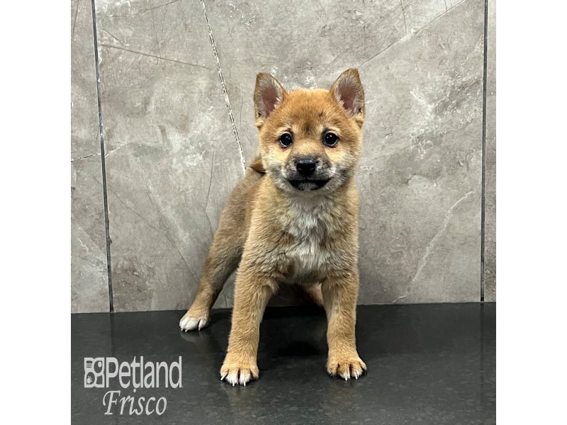 Shiba Inu Dog Male Red 32018