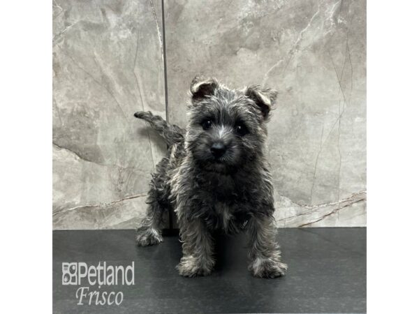 Cairn Terrier-Dog-Female-Wheaten-32009-Petland Frisco & Mckinney, Texas