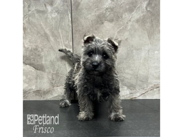 Cairn Terrier Dog Female Wheaten 32009 Petland Frisco, Texas