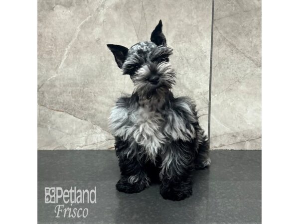 [#32014] Blue Merle Male Miniature Schnauzer Puppies For Sale