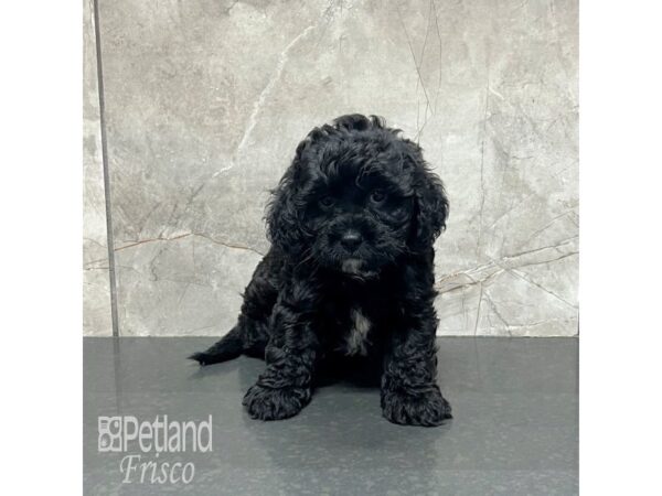 Shiapoo-Dog-Male-Black-32020-Petland Frisco & Mckinney, Texas
