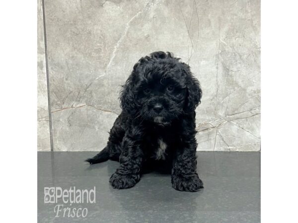 Shiapoo Dog Male Black 32020 Petland Frisco, Texas