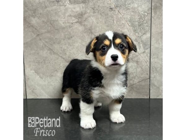 [#32000] Tri Female Pembroke Welsh Corgi Puppies For Sale