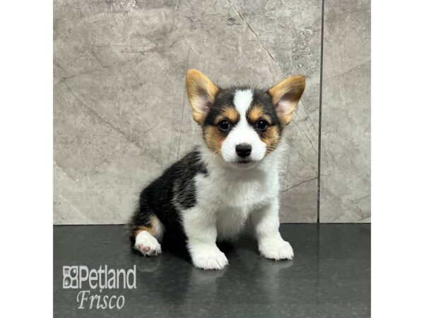 Pembroke Welsh Corgi-Dog-Male-Tri-31998-Petland Frisco, Texas