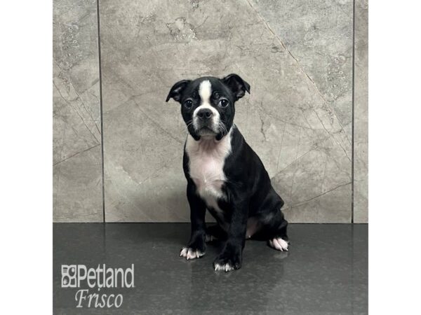 [#31996] Black and White Female Boston Terrier Puppies For Sale