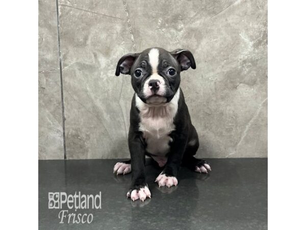 Boston Terrier Dog Male Black and White 31997 Petland Frisco, Texas