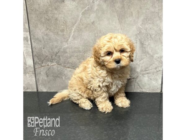 Shiapoo Dog Female Buff 32019 Petland Frisco, Texas