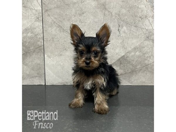 Yorkshire Terrier Dog Male Black and Gold 31980 Petland Frisco, Texas