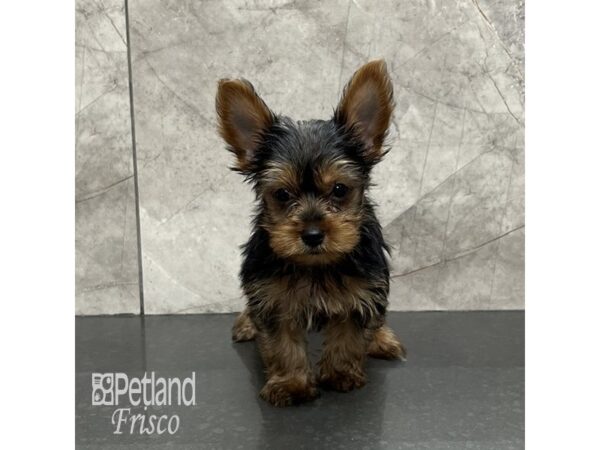 Yorkshire Terrier Dog Male Black and Gold 31981 Petland Frisco, Texas