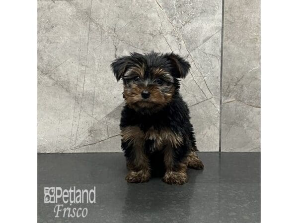 [#31982] Black and Gold Female Yorkshire Terrier Puppies For Sale