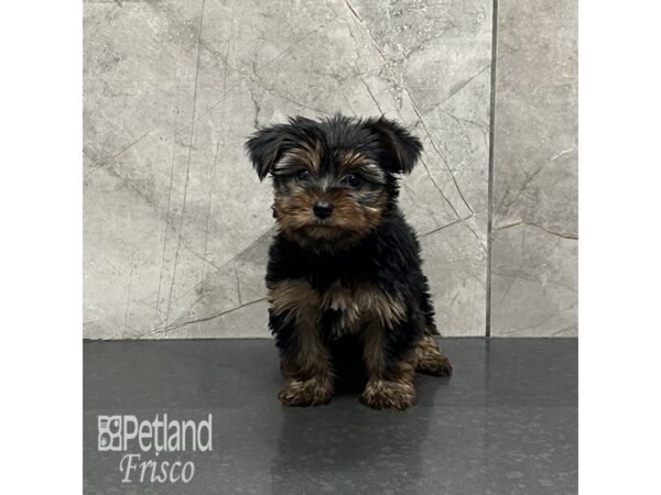 Yorkshire Terrier Dog Female Black and Gold 31982 Petland Frisco, Texas