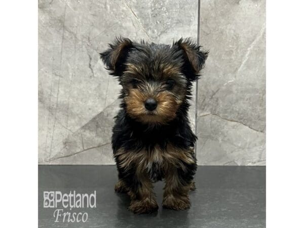 Yorkshire Terrier Dog Female Black and Gold 31983 Petland Frisco, Texas