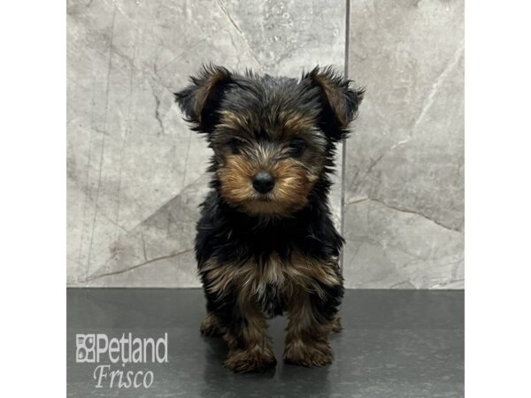 Yorkie constipation best sale