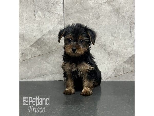 Yorkshire Terrier Dog Female Black and Gold 31984 Petland Frisco, Texas