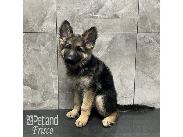 German Shepherd Dog-Dog-Male-Black / Tan-31991-Petland Frisco & Mckinney, Texas