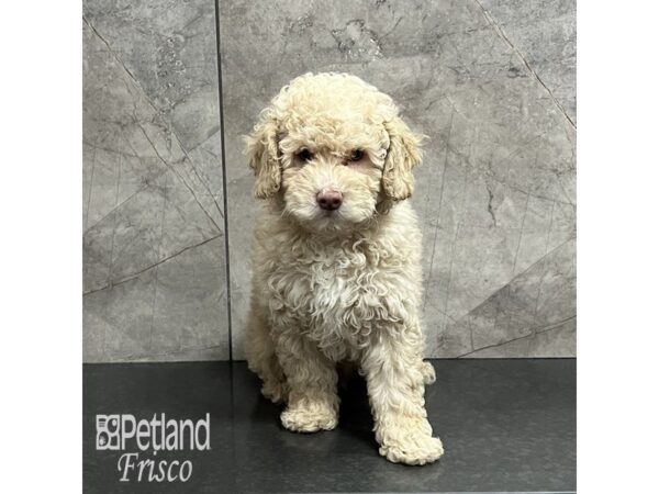 Cockapoo 2nd gen Dog Male Cream 31992 Petland Frisco, Texas