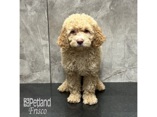 [#31993] Cream Female Cockapoo 2nd gen Puppies For Sale