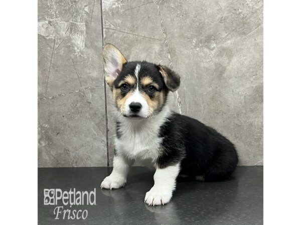 [#31999] Tri Male Pembroke Welsh Corgi Puppies For Sale