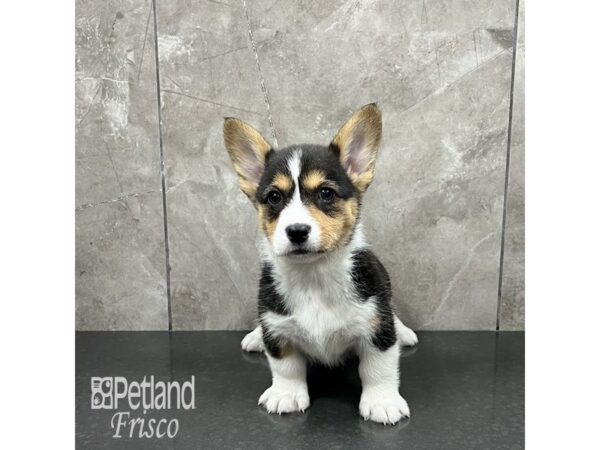 [#32001] Tri Female Pembroke Welsh Corgi Puppies For Sale