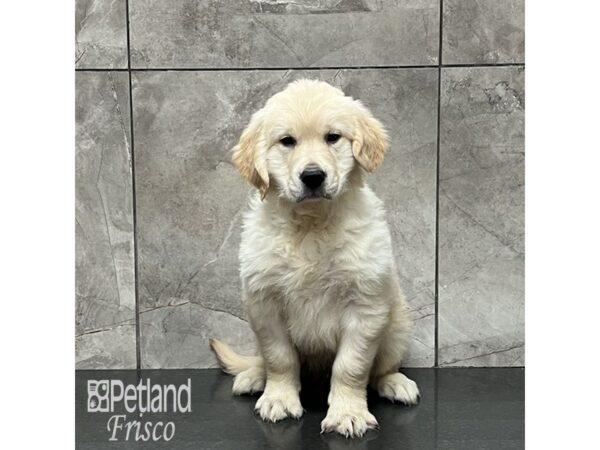 Golden Retriever Dog Male Golden 32002 Petland Frisco, Texas