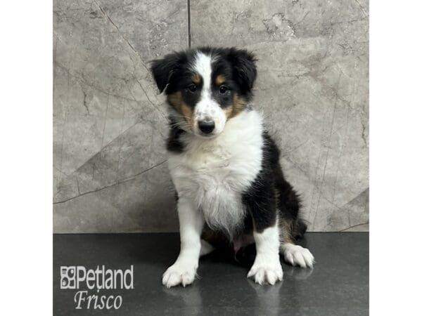 Shetland Sheepdog Dog Male Black White / Tan 32003 Petland Frisco, Texas